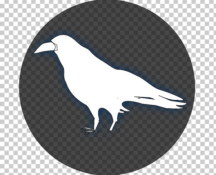 Common Raven Baltimore Ravens Drawing PNG, Clipart, Baltimore Ravens, Beak, Bird, Bird Of Prey, Common Raven Free PNG Download