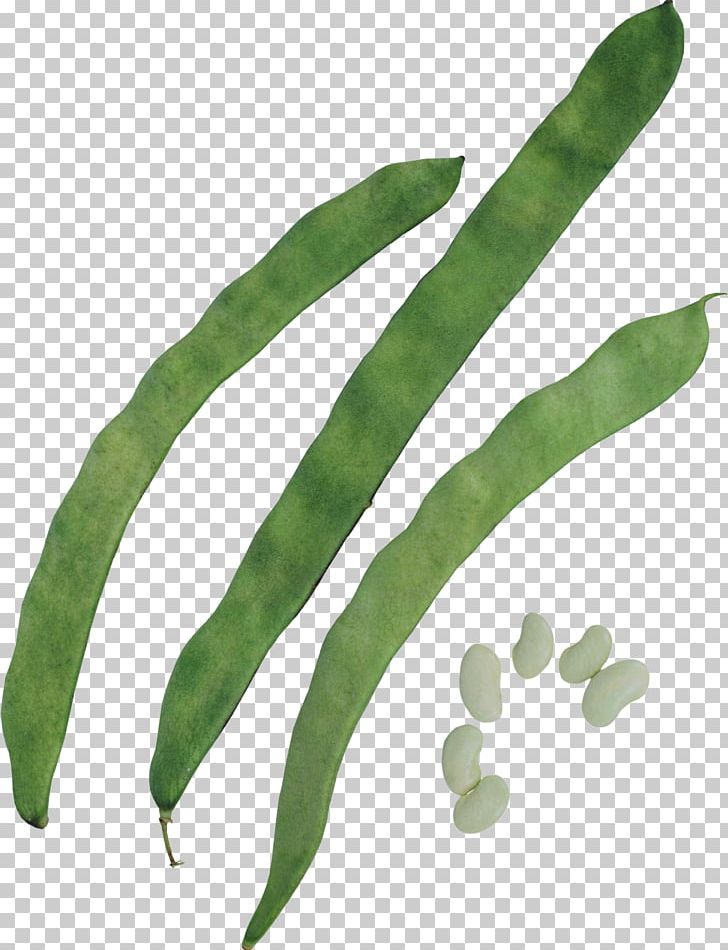 Green Bean Silique Common Bean Pea PNG, Clipart, Bag, Bean, Commodity, Common Bean, Flora Free PNG Download