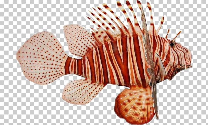 Red Lionfish Zebra Lionfish Pufferfish PNG, Clipart, Animals, Clip Art, Coral Reef, Coral Reef Fish, Fish Free PNG Download