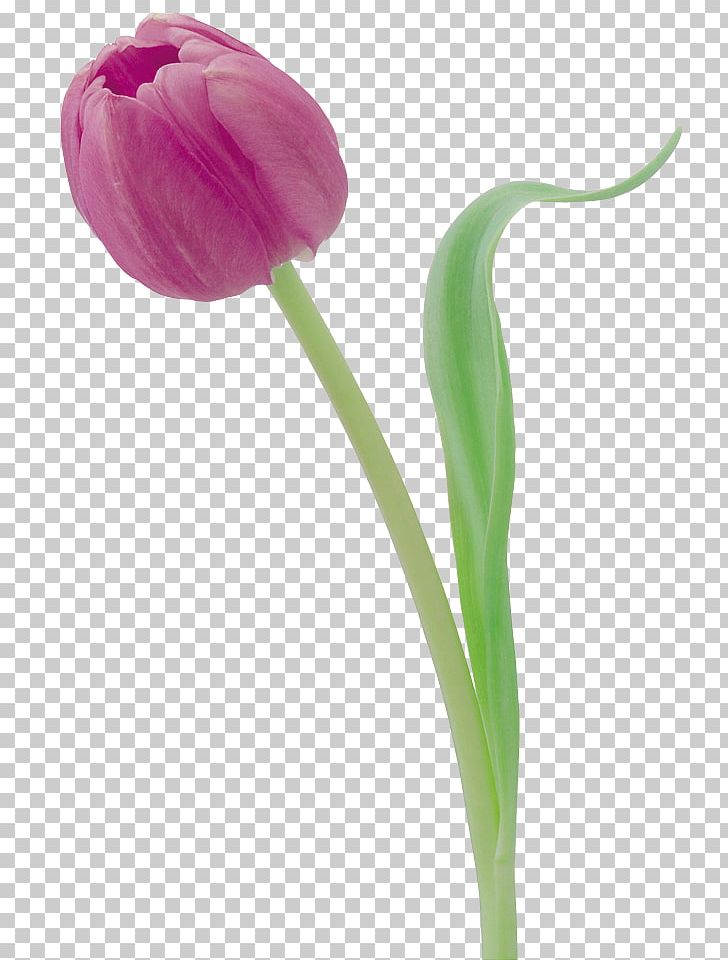 Tulip Flower Photography Digital PNG, Clipart, Bud, Cut Flowers, Digital Image, Drawing, Flower Free PNG Download