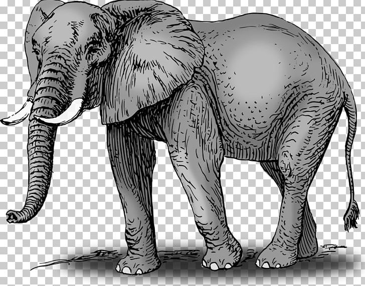 African Bush Elephant Asian Elephant World Elephant Day PNG, Clipart, African Bush Elephant, African Elephant, Animals, Asian Elephant, Black And White Free PNG Download