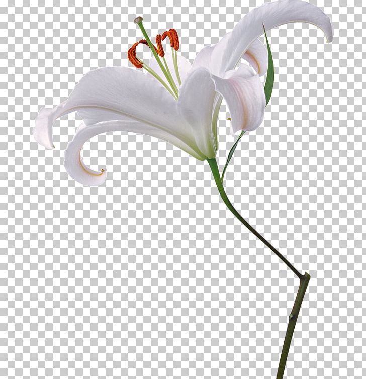 Lilium Cut Flowers Photography Fleur-de-lis PNG, Clipart, Cut Flowers, Fleurdelis, Flora, Floral Design, Floriculture Free PNG Download