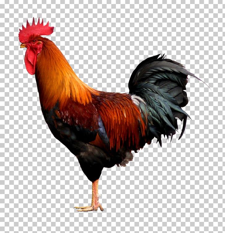 Rooster Cochin Chicken Bantam PNG, Clipart, Bantam, Beak, Bird, Chicken, Cochin Chicken Free PNG Download