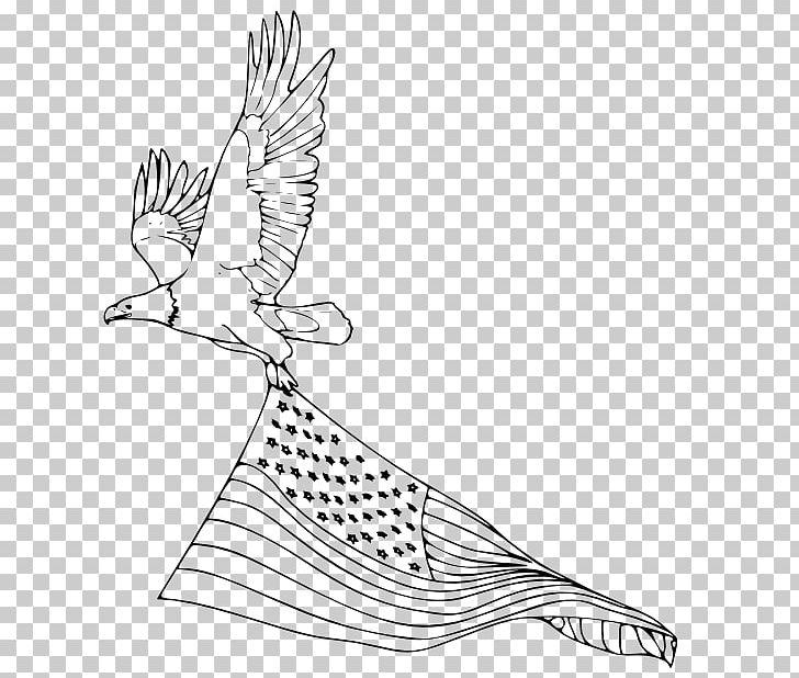Bald Eagle Coloring Book Bird United States PNG, Clipart, Animal, Animals, Art, Artwork, Bald Eagle Free PNG Download