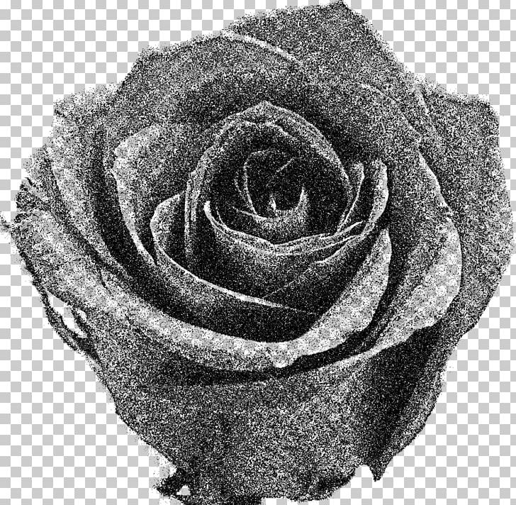 Garden Roses Black And White Flower PNG, Clipart, Black And White, Blue, Blue Clipart, Cut Flowers, Flower Free PNG Download