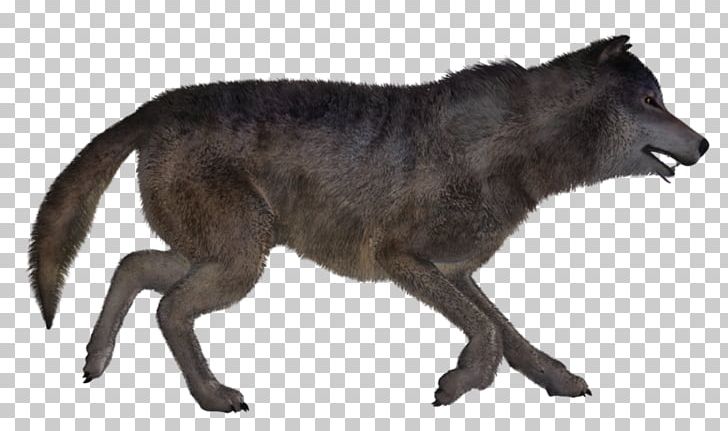 Gray Wolf Coyote Fur Snout Wildlife PNG, Clipart, Animal, Animal Figure, Carnivoran, Coyote, Dog Like Mammal Free PNG Download