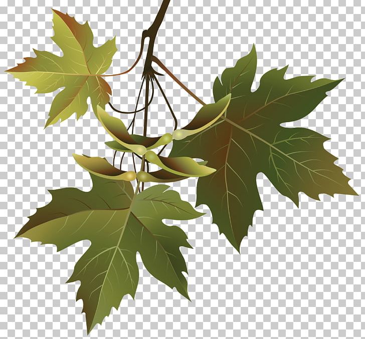 10 Maple Leaves (PNG Transparent)