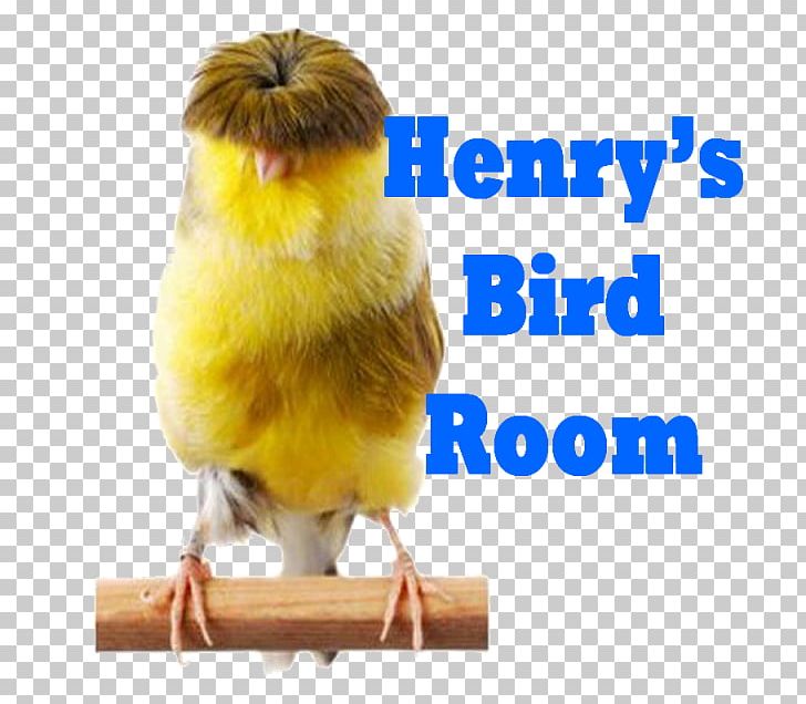 Finch Domestic Canary Beak Feather Parakeet PNG, Clipart, Animals, Beak, Bird, Canary Bird, Common Pet Parakeet Free PNG Download