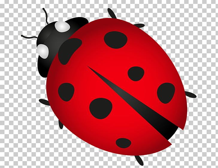 Ladybird Beetle PNG, Clipart, Animals, Art, Arthropod, Beetle, Bug Free PNG Download