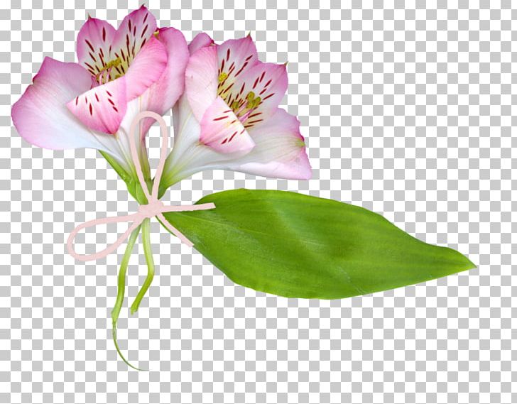 Lily Of The Incas Cut Flowers Plant Stem PNG, Clipart, Alstroemeriaceae, Communion Solennelle, Cut Flowers, Flower, Flowering Plant Free PNG Download