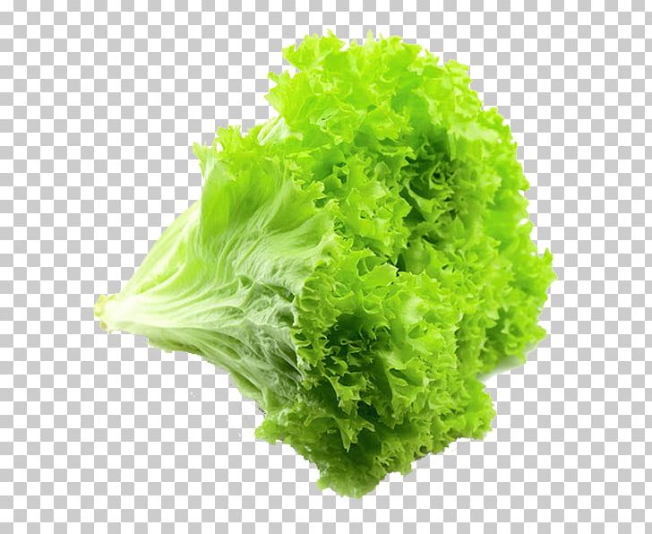 Romaine Lettuce Vegetable Red Leaf Lettuce Rijk Zwaan PNG, Clipart, Benih, Broccoli, Cauliflower, Chinese Cabbage, Endive Free PNG Download