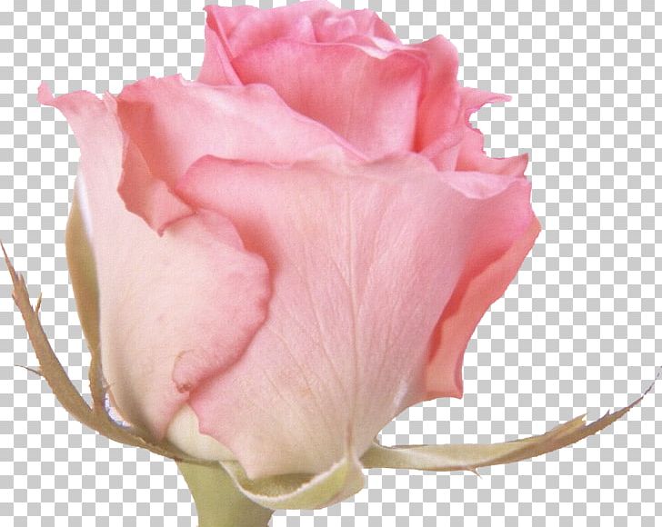 Rose Flower Pink Desktop PNG, Clipart, Closeup, Color, Cut Flowers, Desktop Wallpaper, Floribunda Free PNG Download