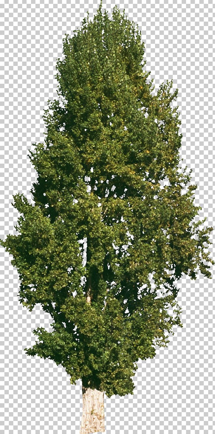 Tree Ulmus Minor Norway Maple Stock Photography PNG, Clipart, Beech, Biome, Branch, Bushes, Christmas Tree Free PNG Download