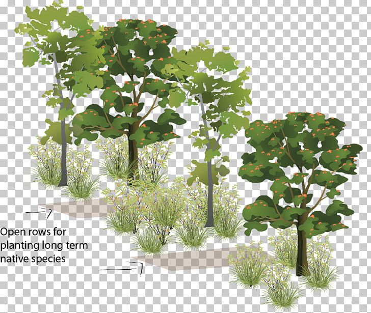 Woody Plant Tree Forest Shrub PNG, Clipart, Branch, Flowerpot, Food Drinks, Forest, Grass Free PNG Download