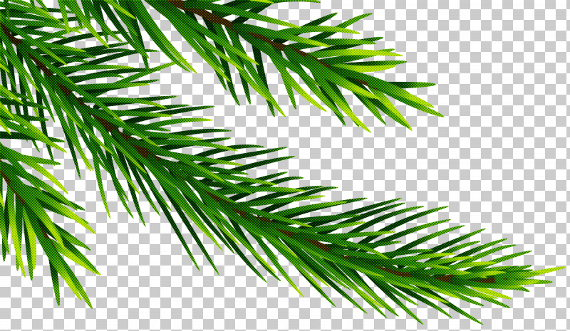 Christmas Tree PNG, Clipart, American Larch, Balsam Fir, Branch, Canadian Fir, Christmas Tree Free PNG Download