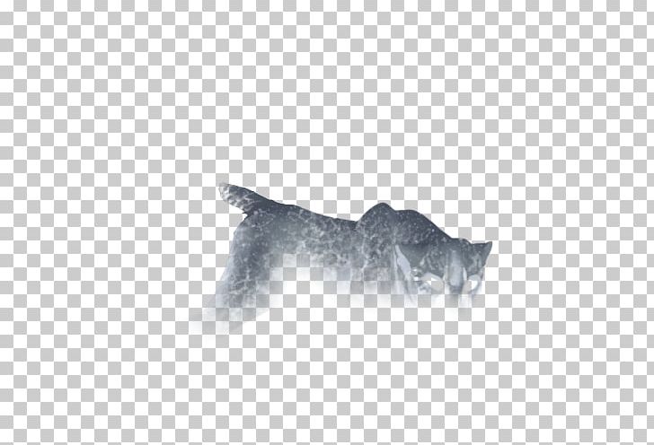 Cat Whiskers Mammal Dog Carnivora PNG, Clipart, Animal, Animals, Black, Black And White, Black M Free PNG Download