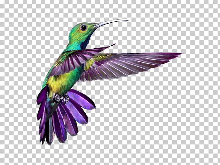 Hummingbird Wings 2 Tattoo T-shirt PNG, Clipart, Advertising, Animal, Animals, Beak, Bird Free PNG Download