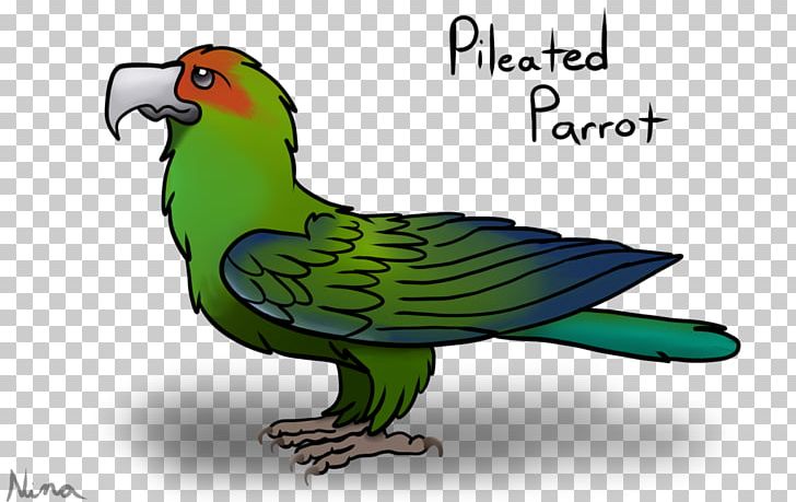 Macaw Parakeet Graphics Feather Beak PNG, Clipart, Animals, Beak, Bird, Fauna, Feather Free PNG Download
