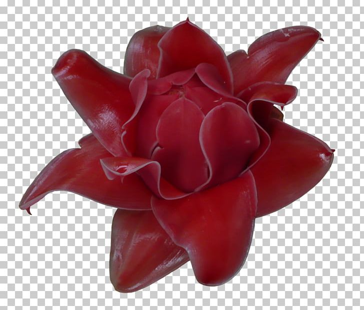 Petal Fractal Flowerpot PNG, Clipart, Art, Artist, Community, Deviantart, Flower Free PNG Download