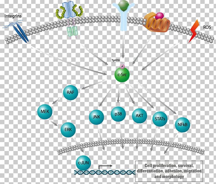 Proto-oncogene Tyrosine-protein Kinase Src Src Family Kinase Tyrosine Kinase FYN PNG, Clipart, Angle, Area, Cell, Miscellaneous, Others Free PNG Download