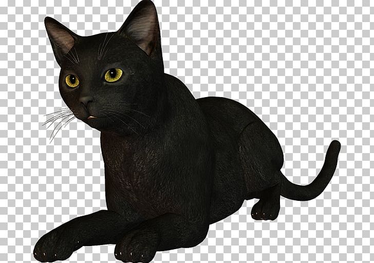 Black Cat Bombay Cat Burmese Cat Korat Malayan Cat PNG, Clipart, Animal, Asian, Black Cat, Bombay, Bombay Cat Free PNG Download