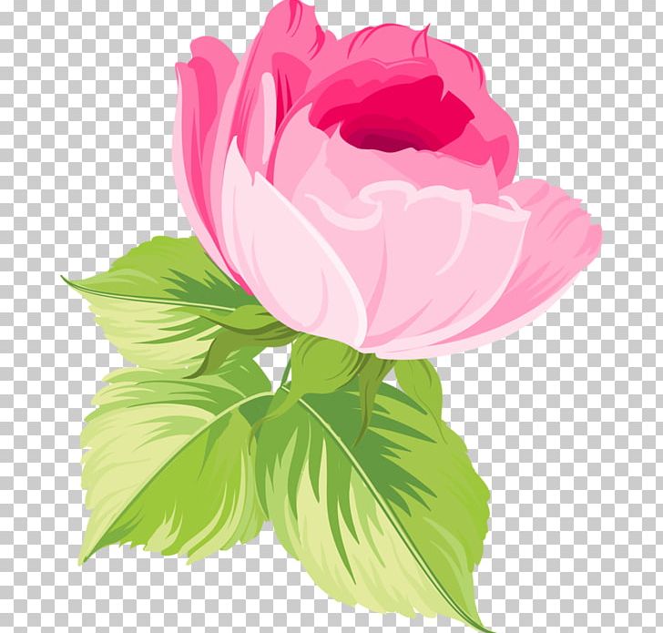 Centifolia Roses Garden Roses Flower PNG, Clipart, Annual Plant, Cut , Flower, Flowering Plant, Herbaceous Plant Free PNG Download