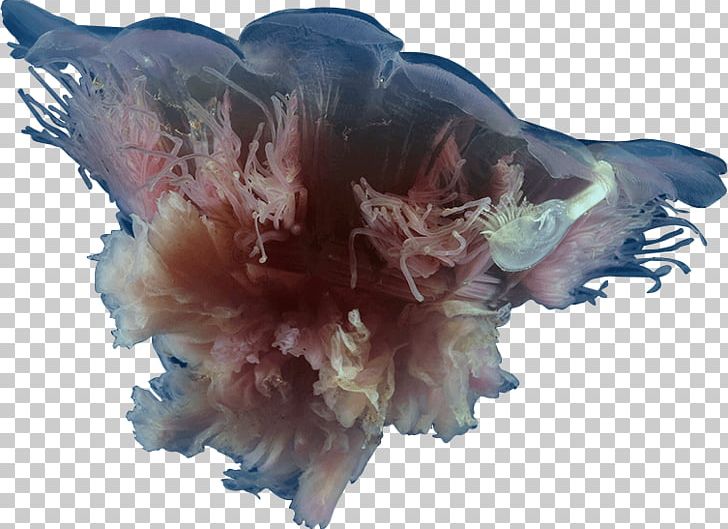 Jellyfish Cyanea Rosea Animal Copyright PNG, Clipart, Animal, Copyright, Jellyfish, Lisaann Gershwin, Organism Free PNG Download