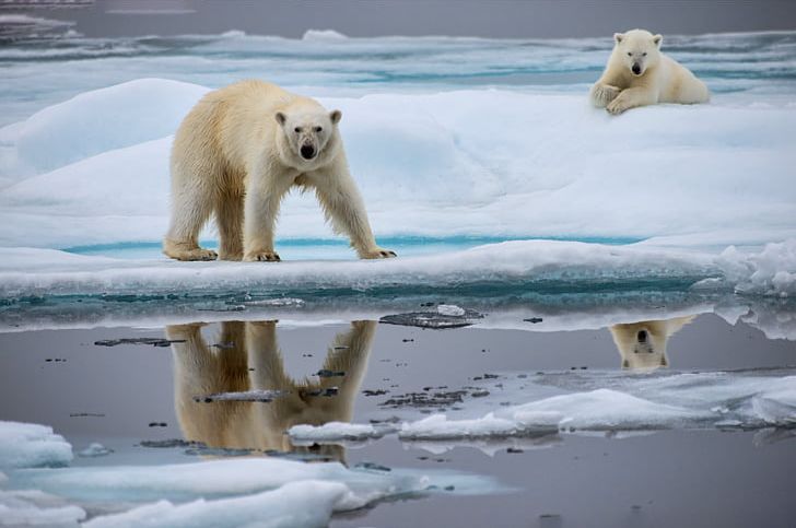 Polar Bear Arctic Ocean North Pole Global Warming Animal PNG, Clipart, Animal, Animals, Arctic, Arctic Ocean, Bear Free PNG Download
