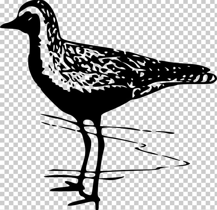 Bird Pacific Golden Plover American Golden Plover PNG, Clipart, American Golden Plover, Animals, Arctic Tern, Artwork, Beak Free PNG Download