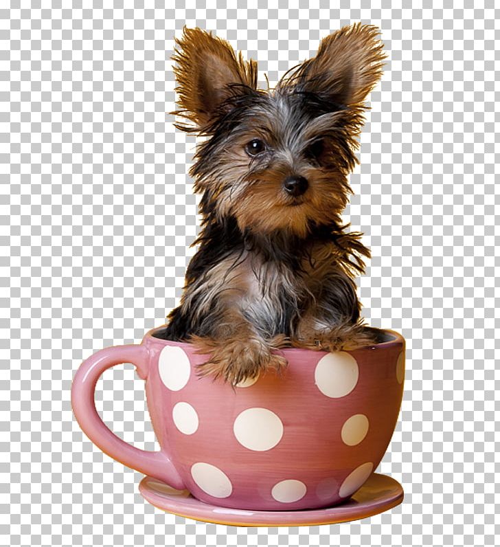 Yorkshire Terrier Miniature Pinscher Maltese Dog Puppy Teacup PNG, Clipart, Animals, Australian Silky Terrier, Carnivoran, Companion Dog, Cuteness Free PNG Download