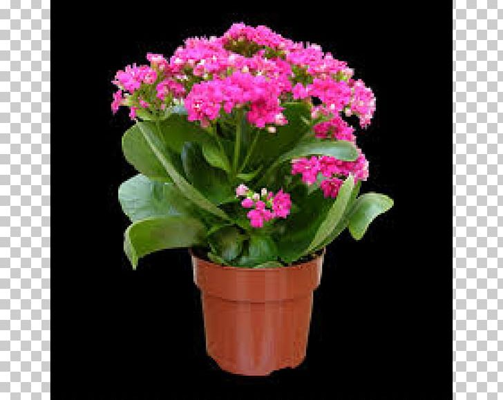 Primrose Flowerpot Widow's-thrill Plant PNG, Clipart,  Free PNG Download