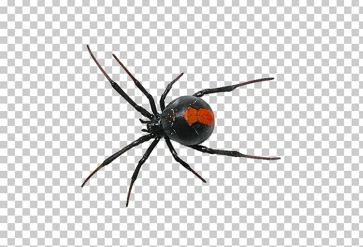 Spider PNG, Clipart, Arachnid, Araneus, Arthropod, Black Widow, Cartoon Spider Web Free PNG Download