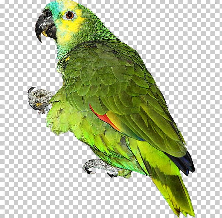 Bird Budgerigar Red-crowned Amazon PNG, Clipart, Amazon Parrot, Animal, Animals, Beak, Bird Free PNG Download