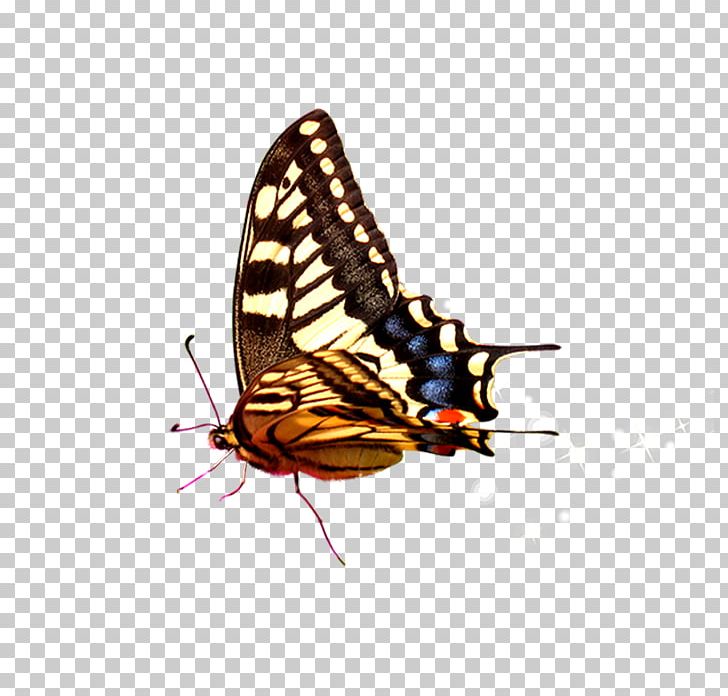 Butterfly PNG, Clipart, Blue Butterfly, Brush Footed Butterfly, Butterflies, Butterfly Group, Color Free PNG Download