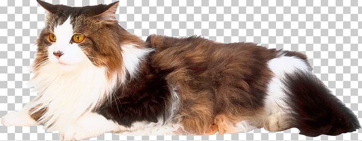 Whiskers Domestic Short-haired Cat Dog Breed Fur PNG, Clipart, Animals, Breed, Carnivoran, Cat, Cat Like Mammal Free PNG Download
