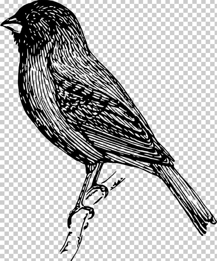 Bird Sparrow Finch Bunting PNG, Clipart, American Sparrows, Animals, Art, Beak, Bird Free PNG Download
