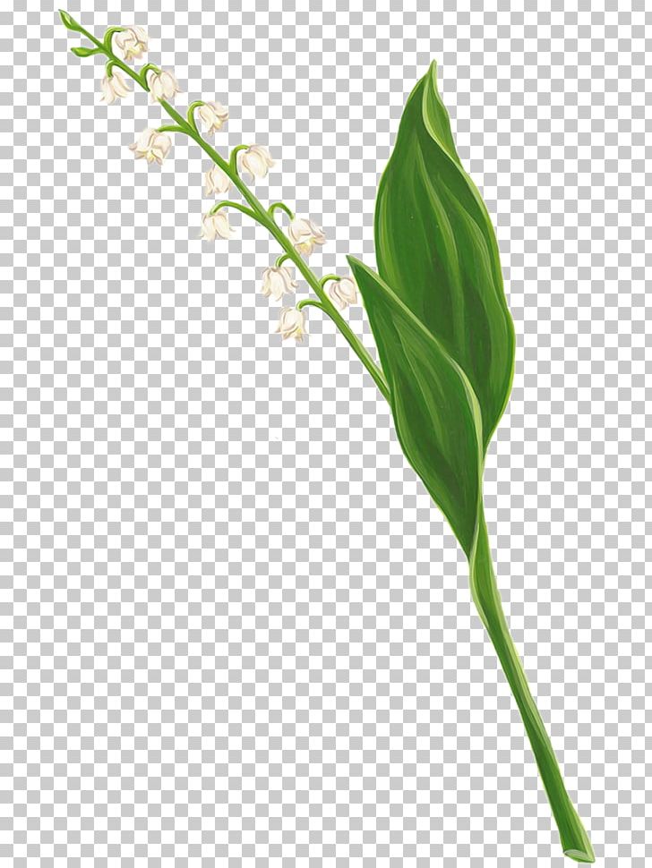 Lily Of The Valley Flower Lilium Art PNG, Clipart, Art, Arum, Branch, Cicek Resimleri, Dia Free PNG Download