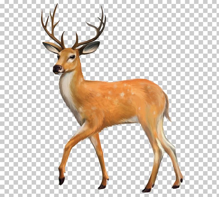 Mancelona Bellaire White-tailed Deer Lion PNG, Clipart, Animal, Animals, Antler, Christmas Deer, Deer Free PNG Download