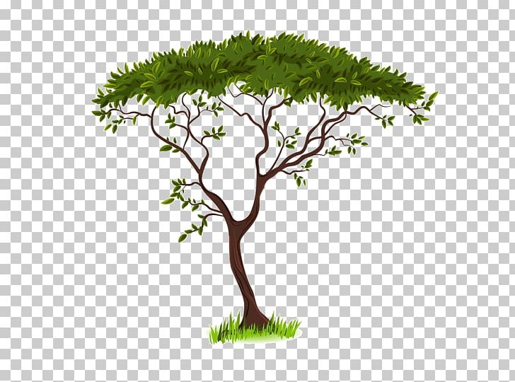 Savanna Silhouette PNG, Clipart, Background Green, Bonsai, Branch, Christmas Tree, Drawing Free PNG Download