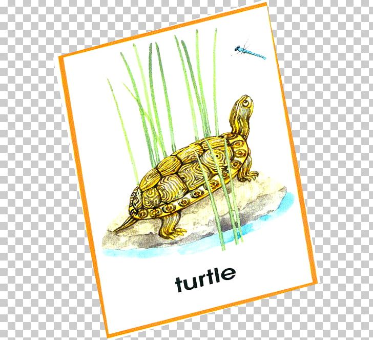 Tortoise PNG, Clipart, Organism, Others, Reptile, Tortoise, Turtle Free PNG Download