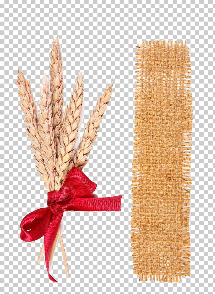 Wheat Photography Ear PNG, Clipart, Autumn Wheat, Baby Clothes, Botany, Chen, Cloth Free PNG Download