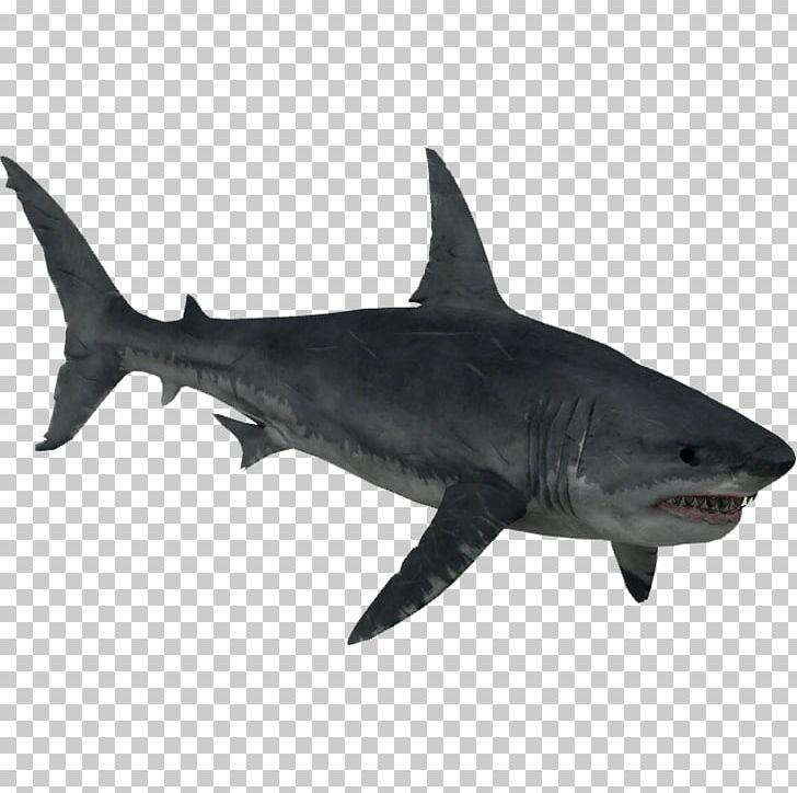 Zoo Tycoon 2 Requiem Shark Lamnidae Squaliformes Great White Shark PNG, Clipart, Animals, Blue Shark, Carcharhiniformes, Cartilaginous Fish, Chondrichthyes Free PNG Download