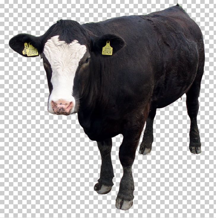 Cattle PNG, Clipart, Animals, Black Cow, Bull, Calf, Cattle Free PNG Download