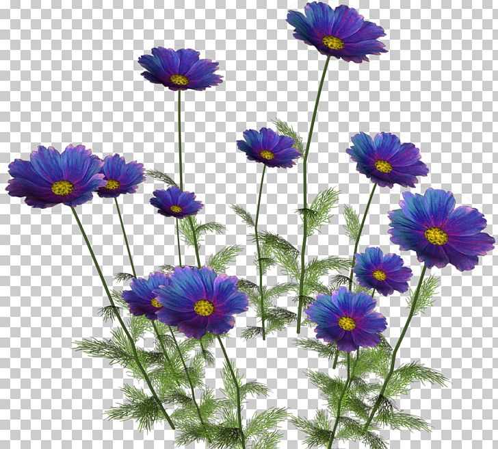 Flower Bouquet Petal Common Daisy PNG, Clipart, Annual Plant, Aster, Biology, Blume, Bud Free PNG Download