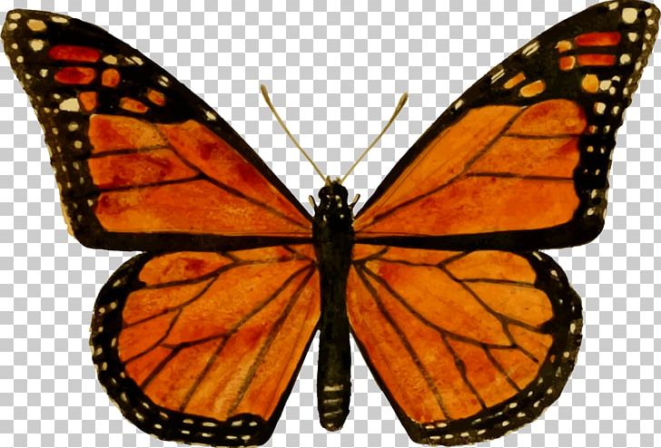 Monarch Butterfly Biosphere Reserve Viceroy Milkweed Butterfly PNG, Clipart, Arthropod, Biological Life Cycle, Brush Footed Butterfly, Butterfly, Caterpillar Free PNG Download