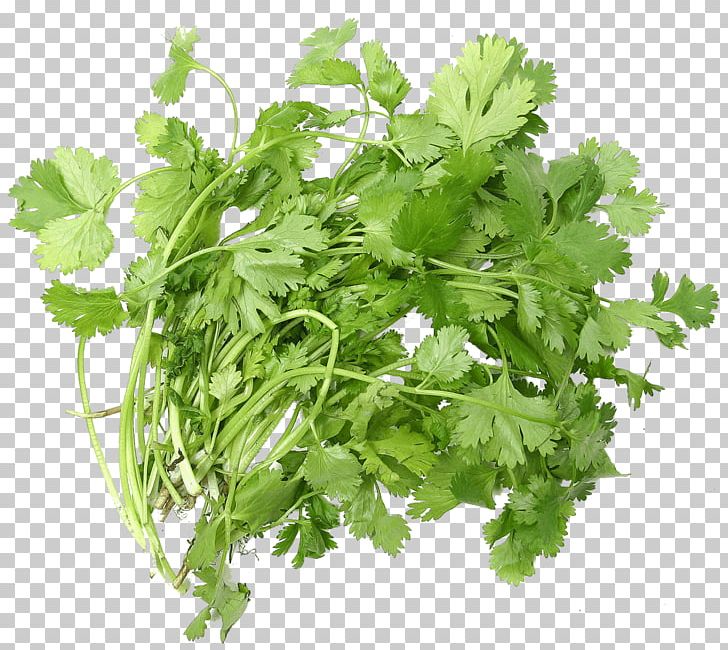 Coriander Ascorbic Acid Tea Herb Seed PNG, Clipart, Adulterated Food, Ascorbic Acid, Chervil, Condiment, Coriander Free PNG Download