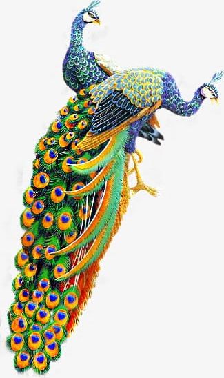 Peacock PNG, Clipart, Animals, Animals Birds, Birds, Peacock, Peacock Clipart Free PNG Download