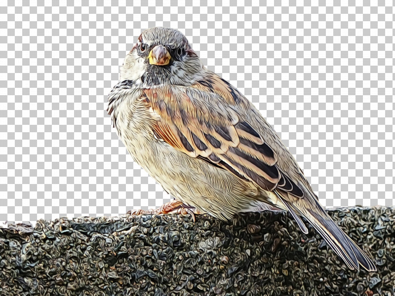 Bird Sparrow Emberizidae Beak White Crowned Sparrow PNG, Clipart, Adaptation, Beak, Bird, Emberizidae, Finch Free PNG Download