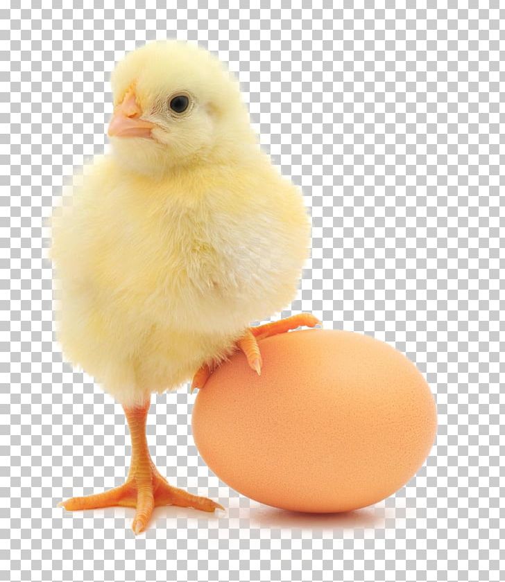 Chicken Or The Egg Chicken Or The Egg Broiler Organic Egg Production PNG, Clipart, Animals, Beak, Bird, Broiler, Chicken Free PNG Download