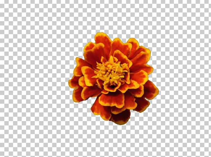 Flower Common Poppy Orange Blossom PNG, Clipart, Amapola, Calendula, Chrysanths, Common Poppy, Cut Flowers Free PNG Download